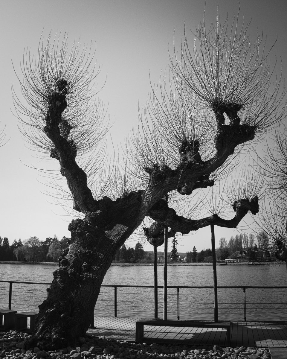 PhotoVerschuren's tweet photo. #one_picture_a_day
#project365
#puydedome_photo
#allier
#tree
#picture_190

Picture made with a
#Olympus OM-D E-M10MarkII and a
M.Zuiko Digital 14‑42mm F3.5‑5.6 II R

https://t.co/6Z6ap6TMrR https://t.co/B341TmPkLO