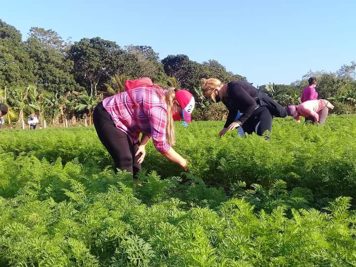 CtcProvPinar's tweet photo. 🧑‍🌾Trabajo voluntario convocado por la #CTC en saludo a la Asamblea provincial del #PCC, que se realizará el próximo viernes 11 de marzo. Labores de higienización y productivas se realizan esta mañana de domingo en #Pinarctc. https://t.co/QcWx1CJWLo