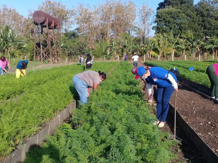 CtcProvPinar's tweet photo. 🧑‍🌾Trabajo voluntario convocado por la #CTC en saludo a la Asamblea provincial del #PCC, que se realizará el próximo viernes 11 de marzo. Labores de higienización y productivas se realizan esta mañana de domingo en #Pinarctc. https://t.co/QcWx1CJWLo