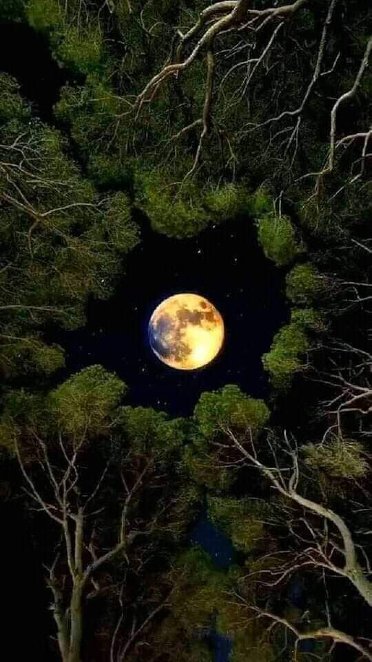 ❁❁❁ GOOD NIGHT 💛💚🖤
#naturelovers #nature #NatureBeauty