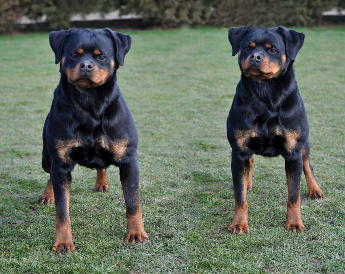 King Rottweilers tweet media