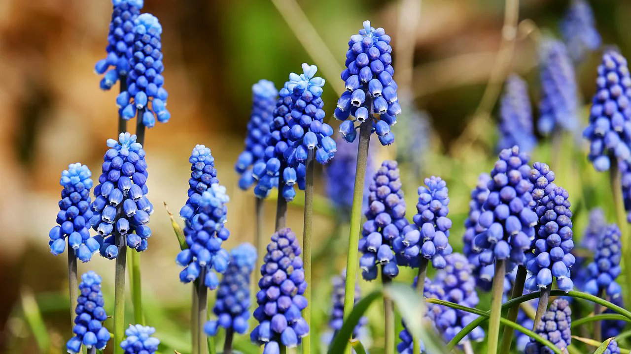 メリアルーム 土日祝いいねお休みです 今日の花 3月7日の誕生日花は ムスカリ 花言葉は 通じ合う心 寛大な愛 この日生まれの人は 真面目で物静か 優しい心をもっているので 周囲が日頃から気にかけてあげると本来の人柄の良さが表にで