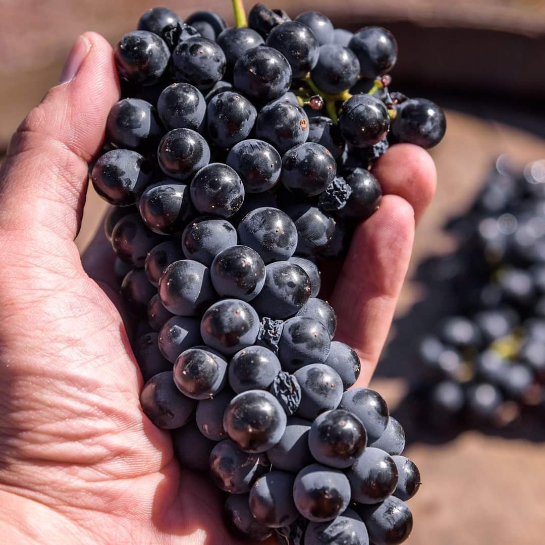 bodegastaphyle's tweet photo. 🍇 Feliz Vendimia #2022 para todos!!! 🍇🍷 brindamos por una nueva cosecha llena de esperanzas y nuevos sueños… Salud! 🍷
#Staphyle #Agrelo #Potrerillos
#VinoArgentino #Mendoza 🍇 https://t.co/MuuLPHfDpA