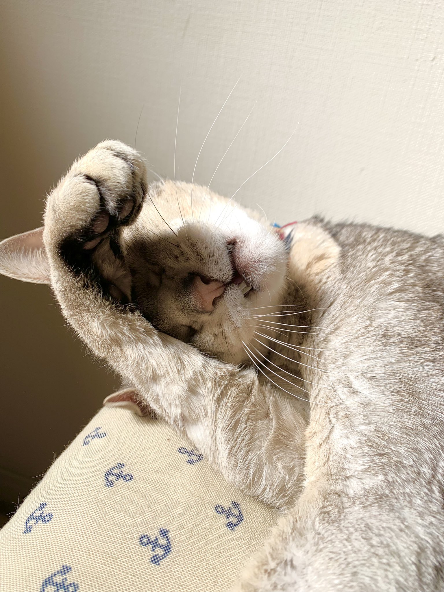 泣く猫 Twitter Search Twitter
