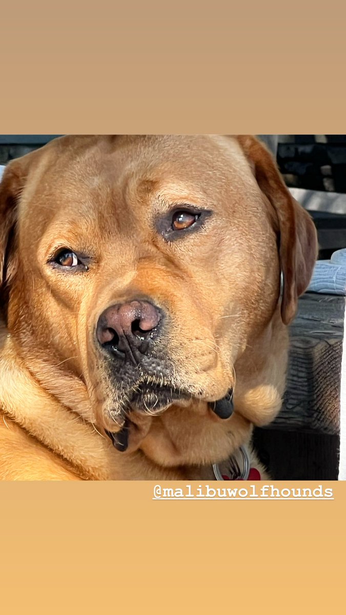 RealRomaDowney's tweet image. Red dog ♥️ #englishlabrador #redlab #DogsofTwittter #dogs
