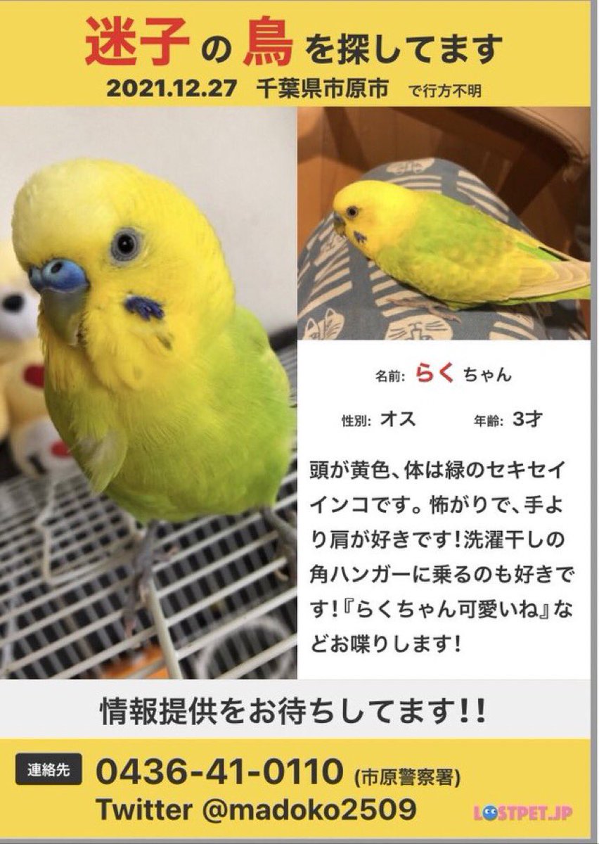 mashiro77ks's tweet photo. #千葉県市原市 #迷子セキセイインコ のらくちゃんです。どなたかのお家に入っていませんか？ https://t.co/7XMdtpeX41