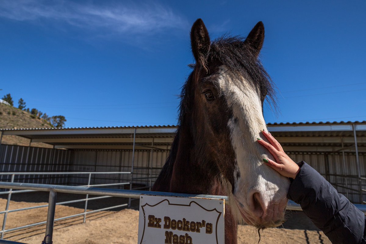 chris_t_torres's tweet photo. Some of the horses (and mule!) that are trained specifically for equestrian therapy at #CarouselRanch in #AguaDulce! 

#SantaClarita #photojournalism #SCVSignal #PPAGLA https://t.co/mro515bpHI