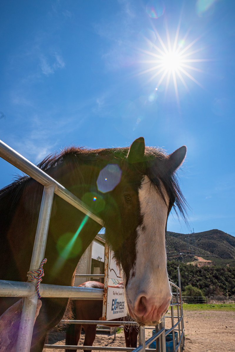 chris_t_torres's tweet photo. Some of the horses (and mule!) that are trained specifically for equestrian therapy at #CarouselRanch in #AguaDulce! 

#SantaClarita #photojournalism #SCVSignal #PPAGLA https://t.co/mro515bpHI