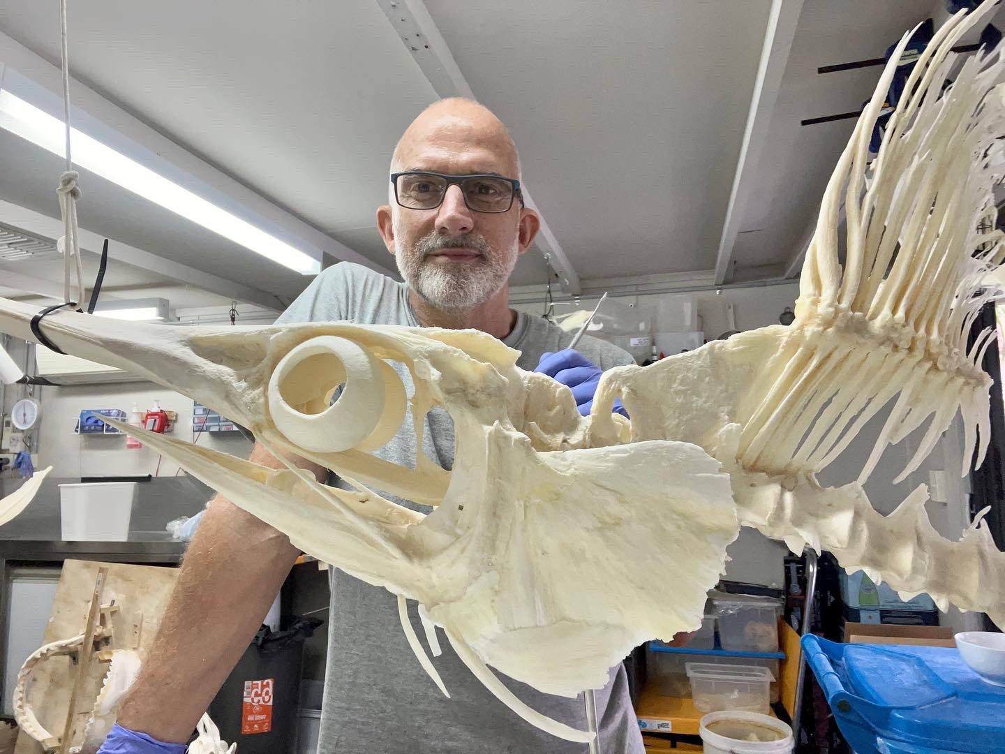 ElasmoMorph on Twitter "And another project which now really needs to