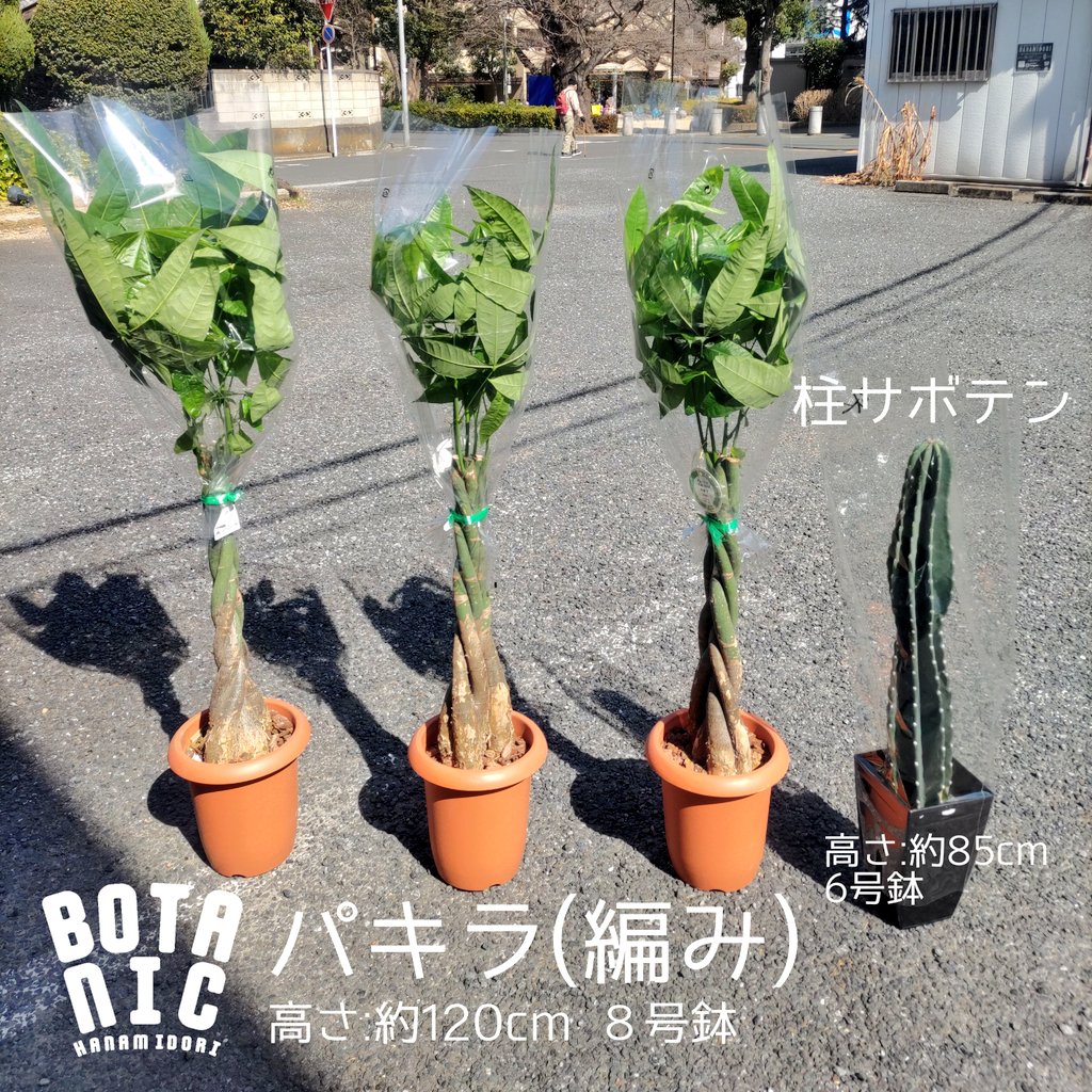 園芸専科 花見鳥 Hanamidori Cube878 Twitter