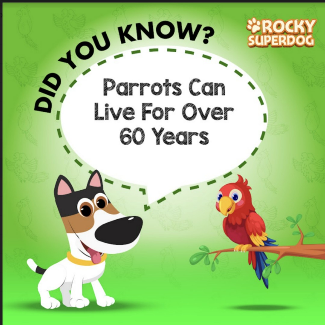 These beautiful birds live anywhere from 65 to 85 years.

#rockysuperdog #rockysuperdogadventures #rocky #rockytips #rockytrivias #parrot #zoo #love #nature #pets #dogsandpals #animal #birds #bird #jungle #nature #jungle #island #travelers #worldwide