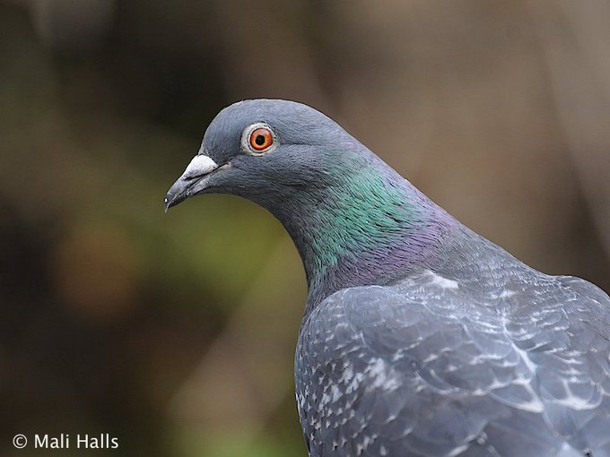 📷 Mali @MaliHalls
Feral Pigeon … one of several of these that reside on our neighbours’ roof #East_Sussex #repost #August2018