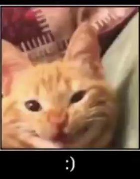 / / FROTHING AND BARKING AND LOSING MY M I ND AWOOOOOOOOOOOO