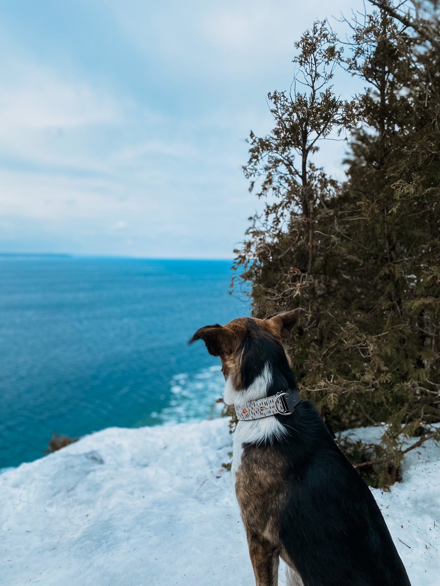 Had the most amazing weekend away. What did you do this weekend? #dogsoftwitter #twitterdogcommunity #dogsofinstagram #exploreontario