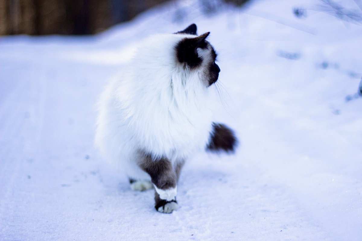Because pets made life better👑🐈

#Birman #Helligbirma #naturephotography #photographylife #catsoftwitter