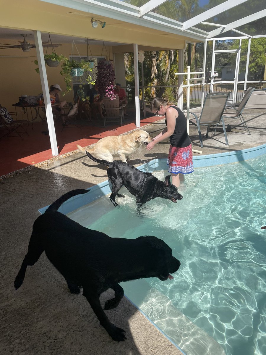 SJo57's tweet photo. Hosted a pool pawty today. It was such a furry, fun time! Thanks @Jared_Leone for bringing over the crew. https://t.co/sVHfpV0HWq