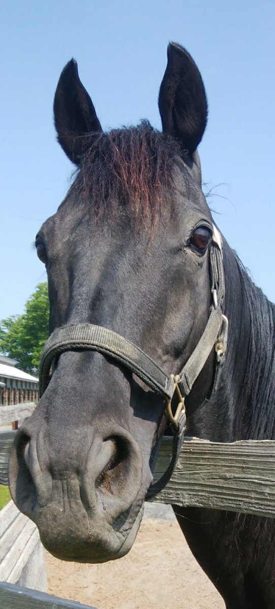 産駒の出資馬はレッドヴェルサスで2歳3歳で18戦、6歳の中央引退までトータル33戦とたくさんのレースを楽しませてもらいました。
スウイフトカレントありがとう。先にいってる現役時代の顔馴染み達も多くいるだろうからみんなと楽しくのんびり過ごしてね✨✨
#スウイフトカレント