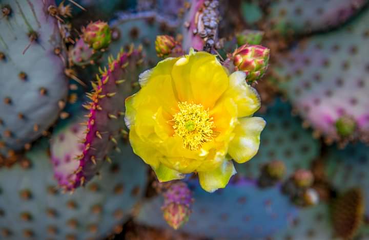 EOtirolf's tweet photo. #cactus #nature
#DenverNow 
Brooke Michiels https://t.co/gBPt1Mc0nq