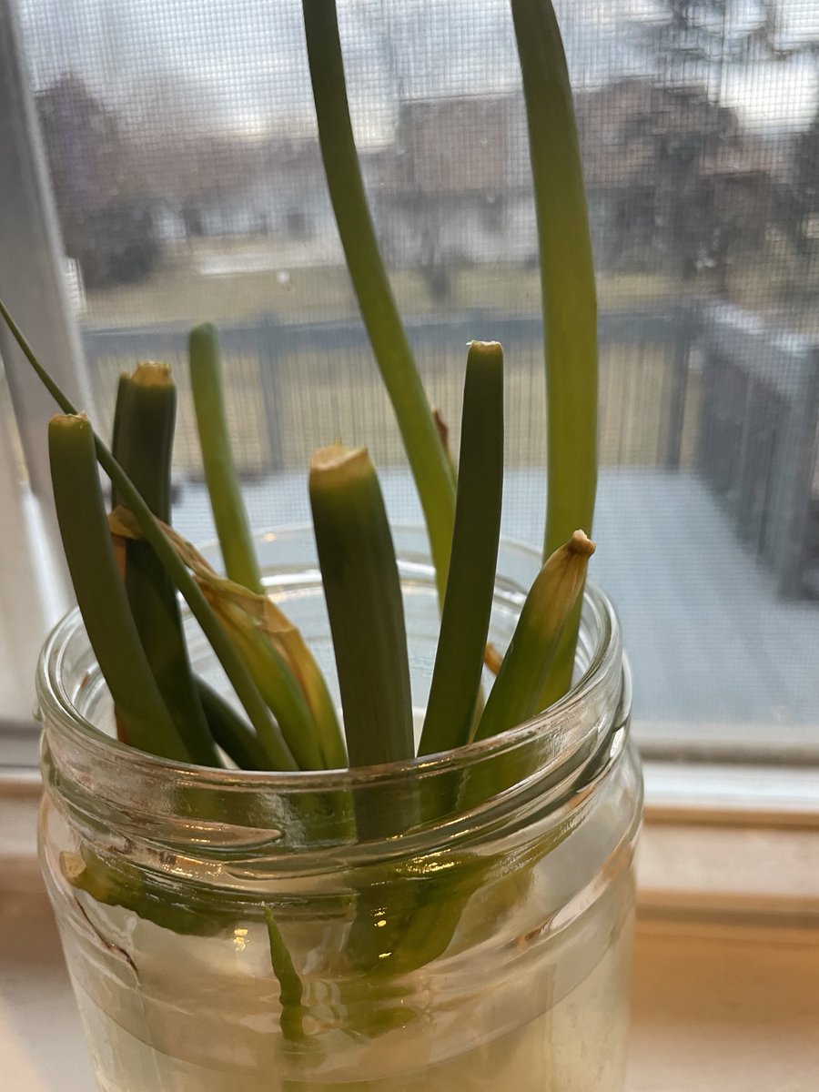 After buying green onions once from the store, we now have an ongoing supply of them. With their bulbs &amp; roots still on, when being placed in water it regrows naturally in days! This is different than other crops, as it does not need a particular soil to grow! #apesland
