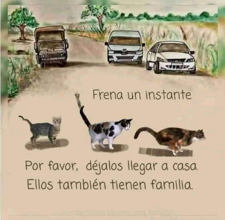 por_perros's tweet photo. No todo lo que existe son seres humanos, hay criaturitas que comparten el planeta con nosotros y también tienen familia. Respetalos... https://t.co/YOKSG5DmpN