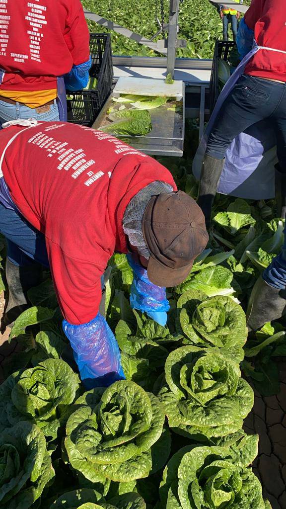 UFWupdates's tweet photo. Pedro sent this pic from where he's working in the lettuce in Calexico CA. He says his job requires him to work for hours with his back bent over and it often aches at the end of the day. He works no matter what the weather conditions are so he can support his family.  #WeFeedYou https://t.co/mzRZW9BNFh