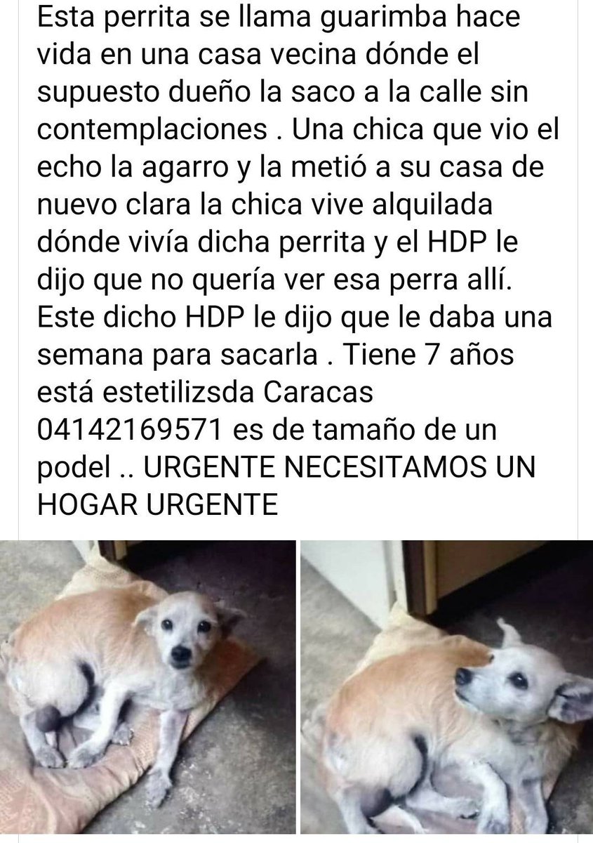 PerroUsuario's tweet image. Por favor, esta pequeña necesita un hogar temporal o definitivo #URGENTE . Corre peligro donde se encuentra