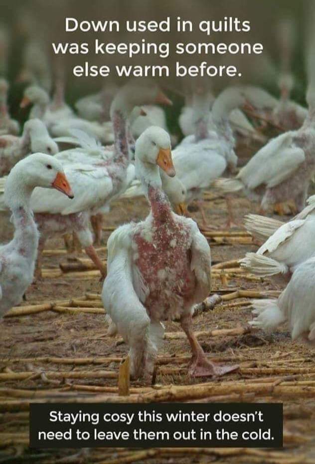 Rachael57354278's tweet photo. Please don't buy feather down duvets or coats. Ducks and geese suffer terribly for it. Its not necessary. #duvetday #geese #featherdown #animallovers #bedding #animalrights #wakeup #bekind #vegan #GoVegan #ducks https://t.co/kYbNtmMOGF