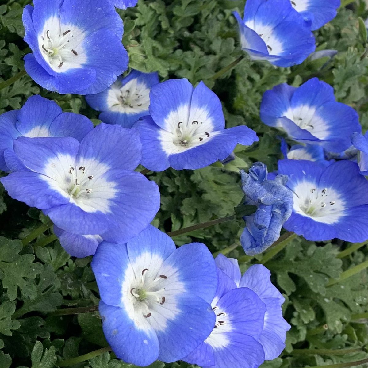 おはようございます٩(*´꒳`*)۶ 🌸🌸🌸花の便り🌸🌸🌸 森の妖精のような、澄んだブルーの花が愛らしく、春の花壇やコンテナの寄せ植えなどに多く利用されています ✨✨✨