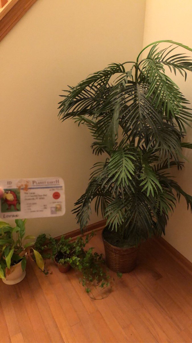pranavik12's tweet photo. The soil these plants are growing in contains ingredients such as peat moss, fertilizer, potassium, nitrogen, and phosphorus that allows them to be healthy and nutritious! @franklinlorax  #apesland https://t.co/WFahBTQRxy