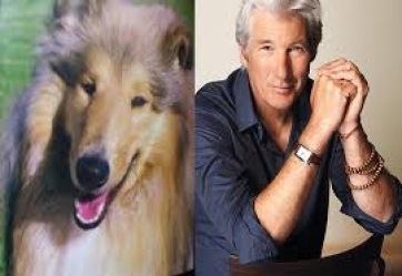 YourDogOnEvery1's tweet photo. Dogs that look like celebrities 🐶
Which one is the closest?
#twitterdogcommunity #dogsoftwitter #dog #dogs #dogsarefamily #boop #dogtwitter #doglovers https://t.co/7U79bmV5nQ