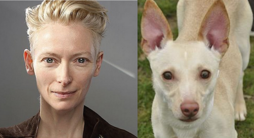 YourDogOnEvery1's tweet photo. Dogs that look like celebrities 🐶
Which one is the closest?
#twitterdogcommunity #dogsoftwitter #dog #dogs #dogsarefamily #boop #dogtwitter #doglovers https://t.co/7U79bmV5nQ