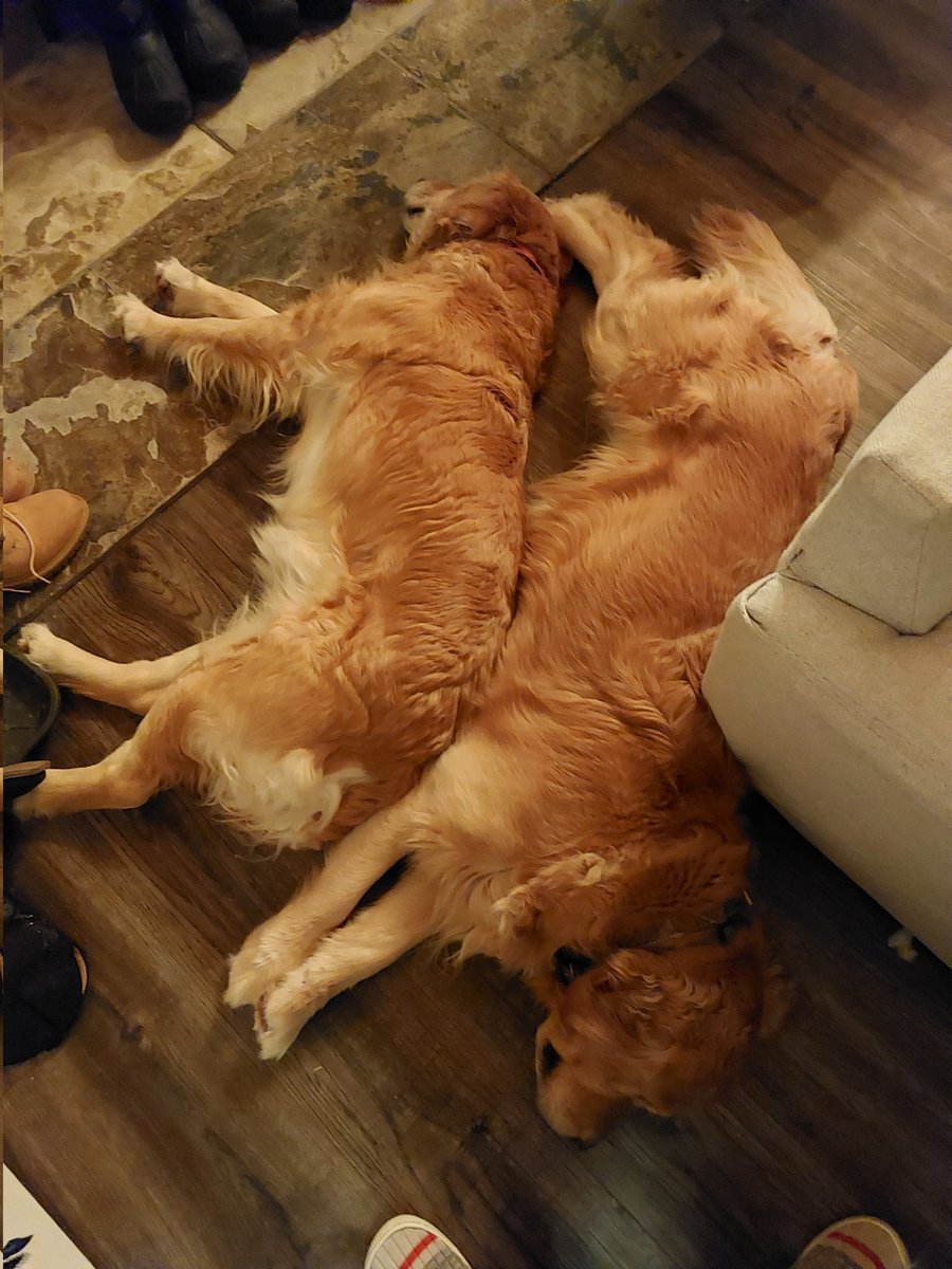 SNKNJEN's tweet photo. @aintlifeswells @SP_Pind Hi Gus!! Love your face. Mom and Dad are napping lol https://t.co/toXMIi582U