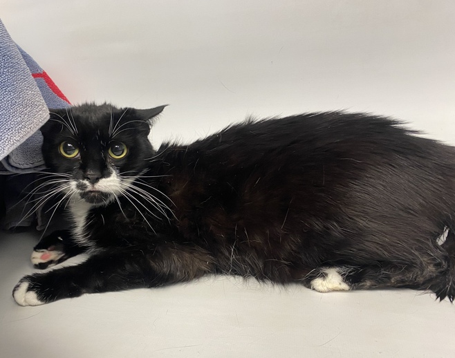 NYCDEATHROWCATS's tweet photo. THERE ARE 19 ANIMALS (6 CATS &amp; 13 DOGS) AT RISK FOR TUES 3/8/22. DEADLINE IS NOON. PLEASE SHARE, FOSTER, ADOPT, TAG FRIENDS, POST TO SOCIAL MEDIA SITES, PLEDGE TO HELP SAVE THEIR LIVES. https://t.co/Rt2PL8RaPy https://t.co/20LZVCX8ga