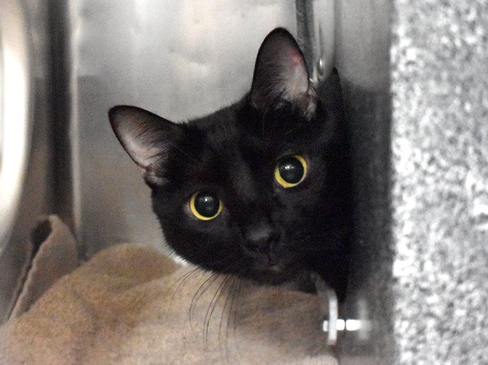NYCDEATHROWCATS's tweet photo. THERE ARE 19 ANIMALS (6 CATS &amp; 13 DOGS) AT RISK FOR TUES 3/8/22. DEADLINE IS NOON. PLEASE SHARE, FOSTER, ADOPT, TAG FRIENDS, POST TO SOCIAL MEDIA SITES, PLEDGE TO HELP SAVE THEIR LIVES. https://t.co/Rt2PL8RaPy https://t.co/20LZVCX8ga