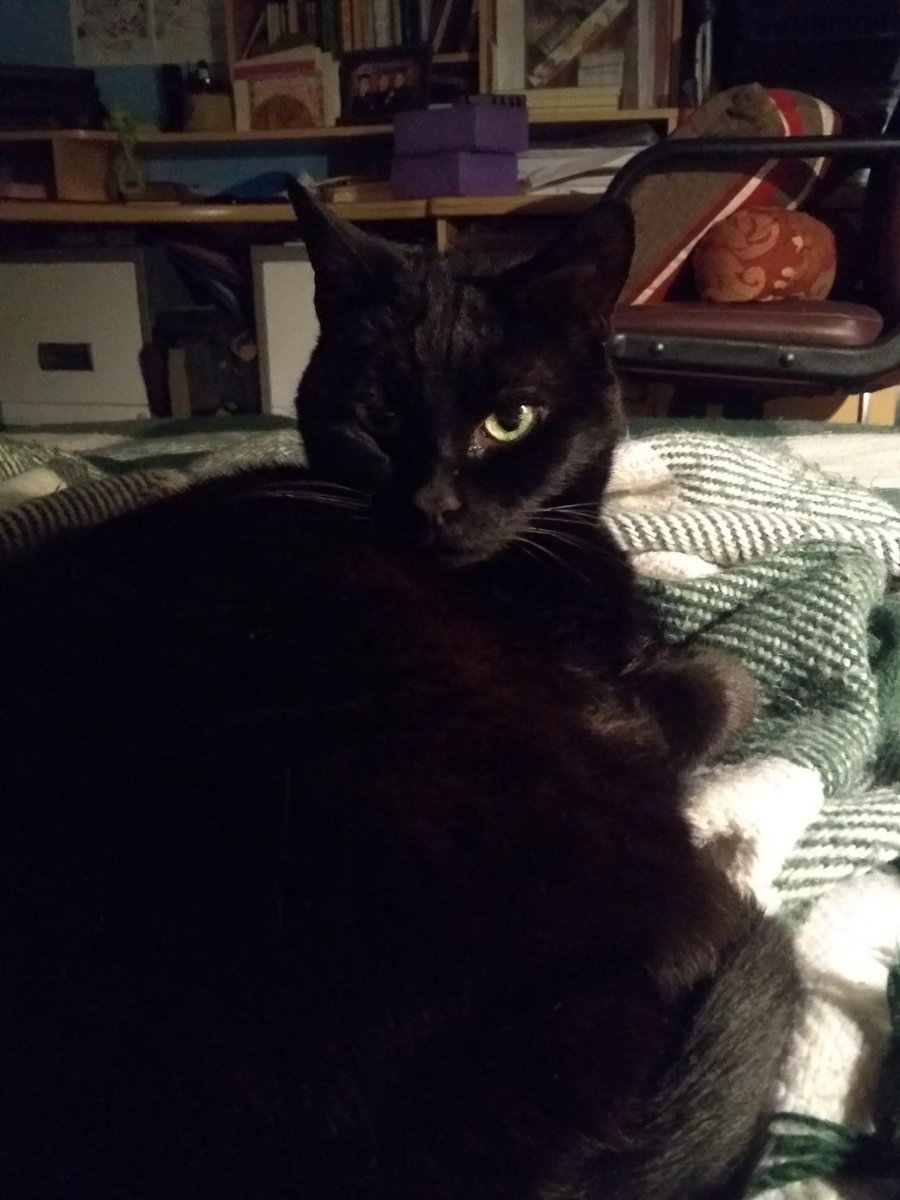 URSpellbinding's tweet photo. Sleep tight. Be safe and well. 🐾🐾 #twitterkitties #CatsOfTwitter https://t.co/3Y5RWFJwfM