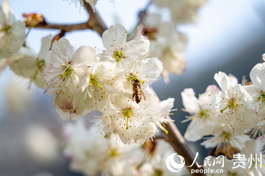 PDChinaLife's tweet photo. White cherry blossoms are seen blooming vividly at Jiudongtian scenic area in Bijie City, southwest China’s #Guizhou province, attracting tourists from near and far to appreciate the peaceful spring scenery. https://t.co/XOhx7HPjHn