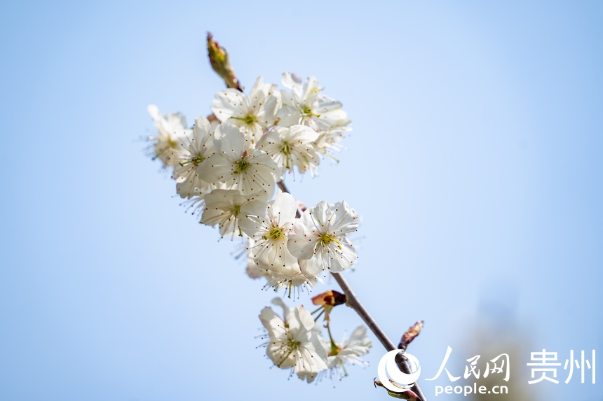 PDChinaLife's tweet photo. White cherry blossoms are seen blooming vividly at Jiudongtian scenic area in Bijie City, southwest China’s #Guizhou province, attracting tourists from near and far to appreciate the peaceful spring scenery. https://t.co/XOhx7HPjHn