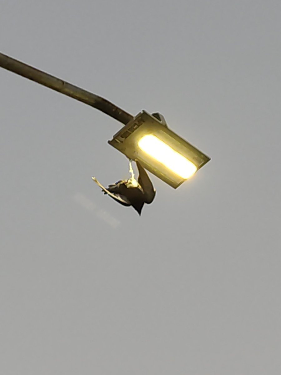 Alexis_Mantecon's tweet photo. Hay una palomita viva con la pata atorada en un poste de luz mercurial en Av. Ant. camino a Sto. Domingo afuera de colonia Vellania Residencial en Apodaca @Cicmty saben quien puede apoyar? https://t.co/lqh0iYIEB9