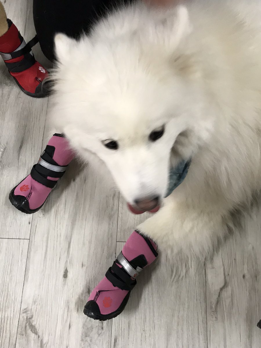 neopaws4pets's tweet photo. Gorgeous !

Neo-Paws Regular Performance shoes

Visit the website https://t.co/9Vj1oFjmla and follow us on social media account.

#Neopaws #dogshoes #dogshoesforsummer #dogfashion #pawsome #pawsomebuddies #dogaccessories #dogsupplies #dogstyle #dogboutique #dogshop #dogwear https://t.co/xFwa8dDVFp
