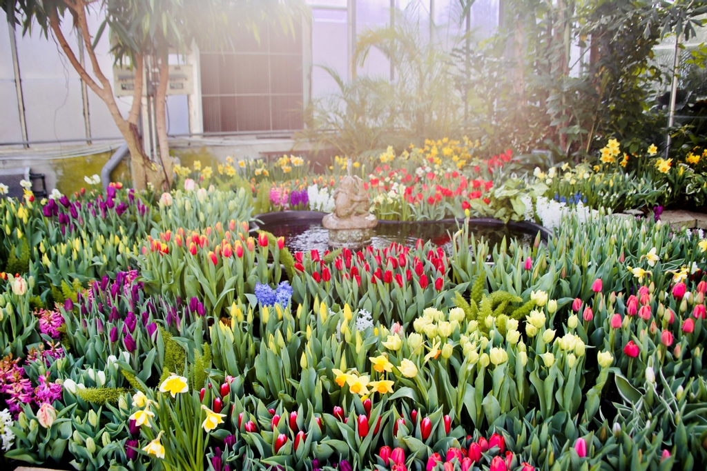 The flowers are in full bloom at the Garfield Park Conservatory! Stop by from now until March 11 to see the show! 🌺🌸🌷 Learn more here: bit.ly/3C8zvjK #DiscoverIndyParks
