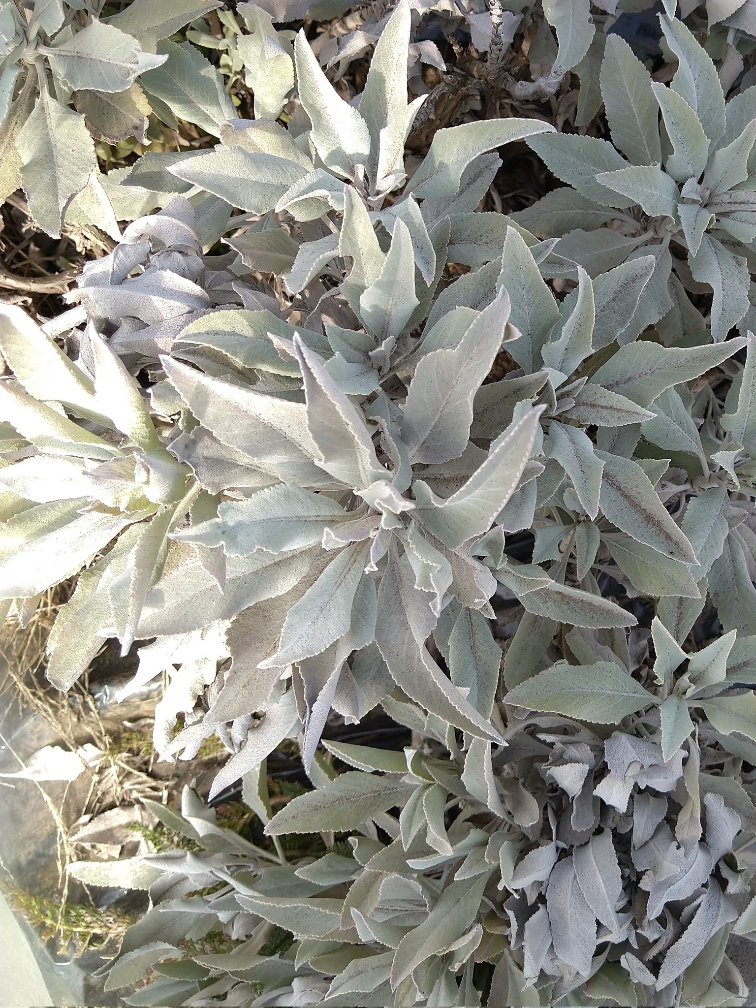 Follow ホワイトセージ栽培中 S Herb White Sage Latest Tweets Twitter