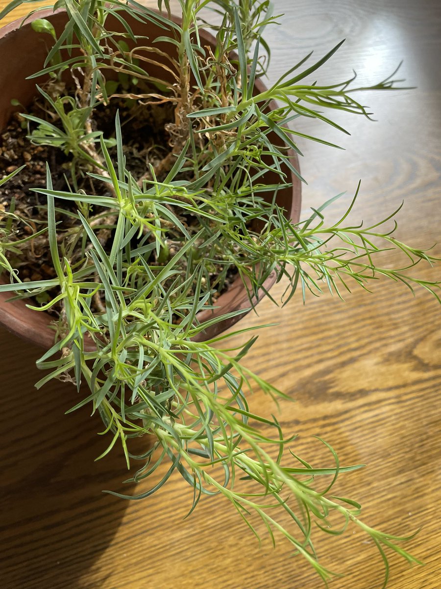 カーネーションの鉢植えの寿命と枯れる原因 翌年も咲かせるには Armyあやのk Popファンのブログ