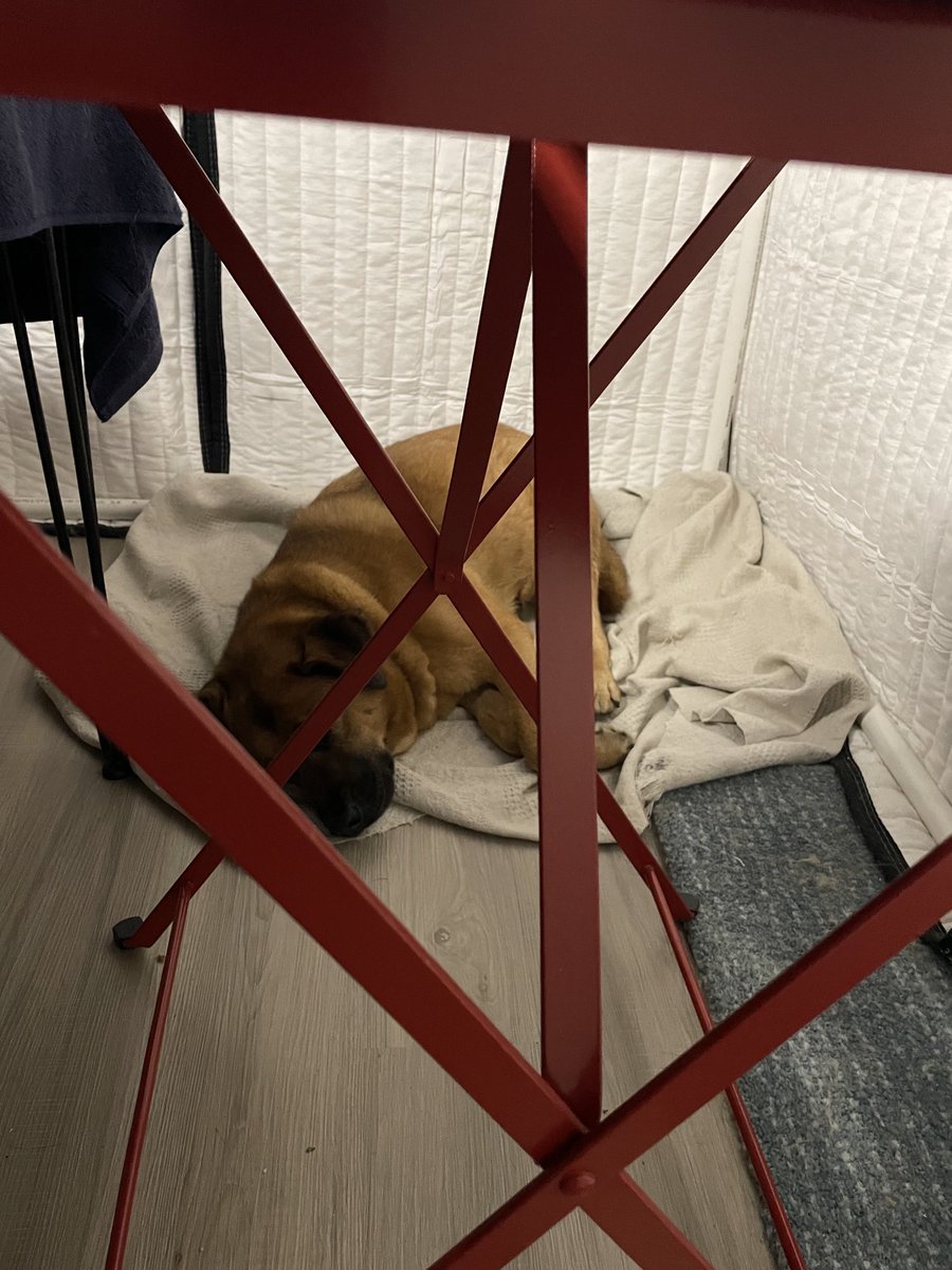 My dog hanging with me in the studio.