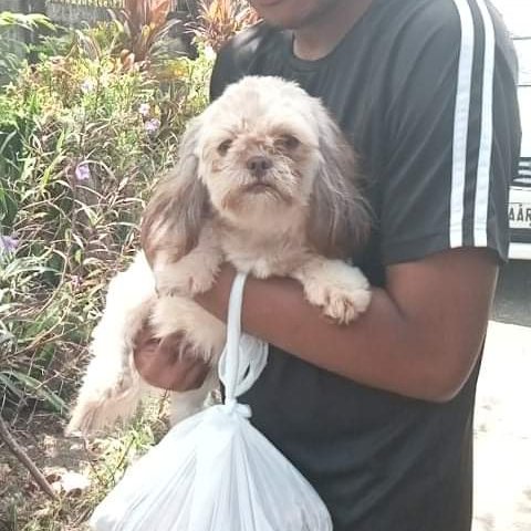 JunChris8's tweet photo. Ka gwapa sang bisita namun ba! Fresh from Culasi πππ Thank u sa pagsalig suki π #shihtzu #studservice https://t.co/v5hEl4fo4k