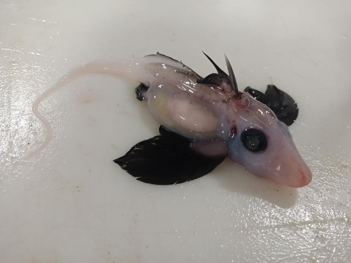 CORALmagazine's tweet photo. Scientists in New Zealand report that they have made the rare discovery of a days-old "#chimera" or #ghostshark during a recent survey off the east coast of the South Island.
https://t.co/50hsdrzt2q
#shark #sharks #Chimaera #Chimaeras #deepsea #ghostsharks #science #marinebio https://t.co/1Li7bUJuar