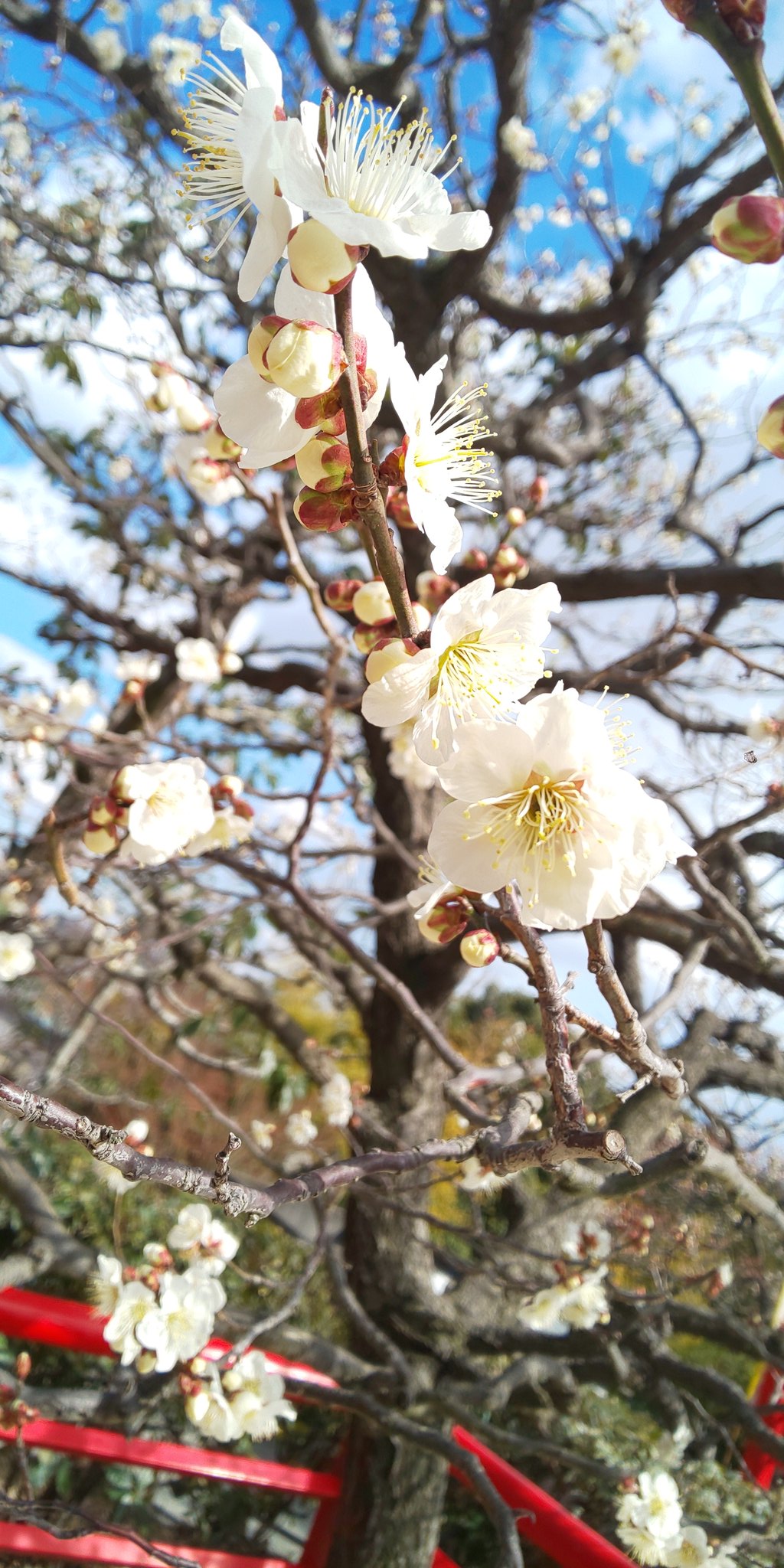 中山寺の梅林梅まつり22 開花状況や見頃 ライブカメラなど 情報発信ブログサイト Blue Rose