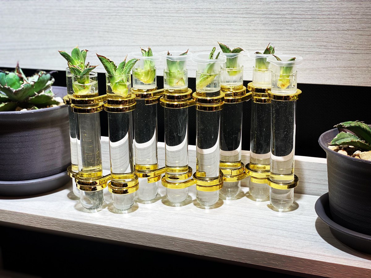 lovin_vape's tweet photo. 子株を水耕栽培しようと思っていたら、以前買った連なった一輪挿しがあり、その花瓶で水耕栽培してみる事に。
小さな子株は落ちるので、持っていた植物育成カップが丁度はまり使えました。
試験管タイプで、理科室感が可愛いです。

#広島 #bar #バー #フード #vape #電子タバコ #流川 #アガベ #多肉 https://t.co/GM94koyNod