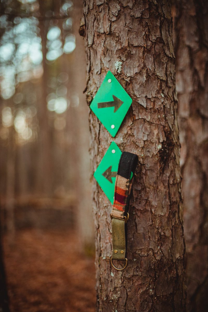 Northernhounds_'s tweet photo. Not a sneak peek at our next release!

See you on 4/1

#dogsoftwitter #DogCollar #DogCommunity #doggear #dogstagram #dogsofinstagram https://t.co/UzxnWRR0Oj