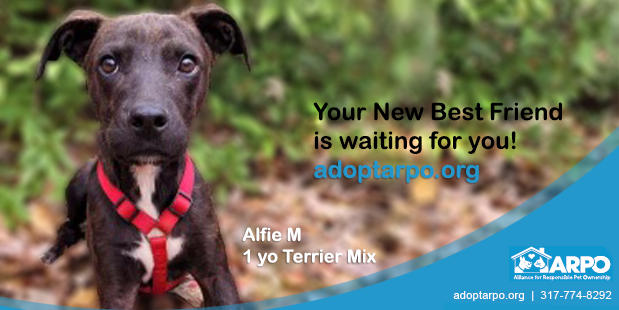 Alfie M is house trained, knows commands and LOVES to bounce and play! See him in action youtu.be/U6MDHyqpUOw
youtu.be/3sHv4QDRL4s
Apply at adoptarpo.org