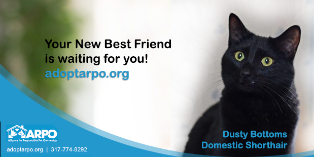 Dusty Bottoms is a dignified female cat who loves a good lap and sleeping in bed with her humans. 
Apply at adoptarpo.org